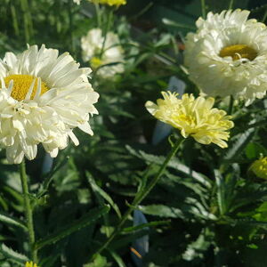 Leucanthemum × superbum 'Real Dream'PBR (Realflor Compact Series) ---